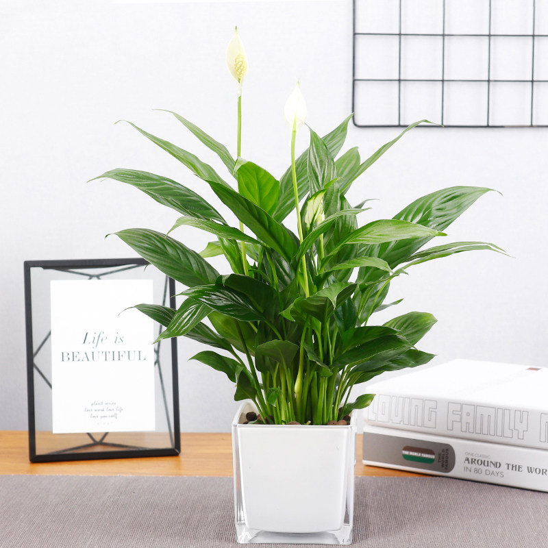 水培白掌一帆风顺盆栽花鱼共养植物办公室内桌面盆栽净化空气花卉