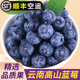 云南新鲜蓝莓现摘当季水果鲜果 125g/盒 高山蓝莓大果整箱包邮