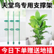 天堂鸟支撑杆专用防倒伏爬藤架植物蝴蝶兰园艺三角梅支架固定神器