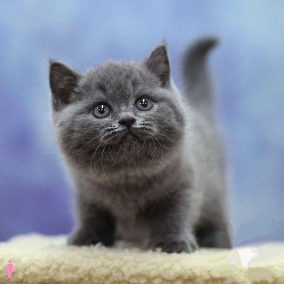 蓝猫最新优惠