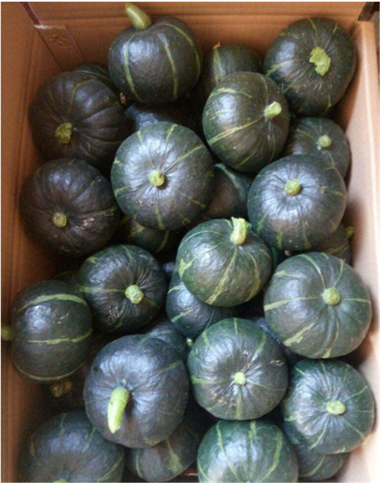 乡鲜佳旗舰店的优惠券大全—迷你贝贝小南瓜新鲜板栗味粉糯香甜5斤