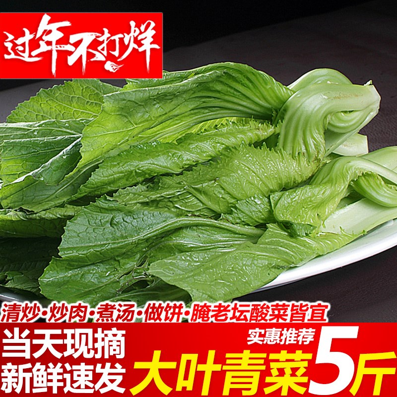 现摘芥菜心新鲜大叶青菜包心苦盖菜腌老坛酸菜鱼泡菜原料5斤芥菜在类目 水产肉类/新鲜蔬果/熟食, 新鲜蔬菜/蔬菜制品, 新鲜蔬菜, 莼菜中 - 来自Buy2taobao.com提供专业的淘宝代购服务