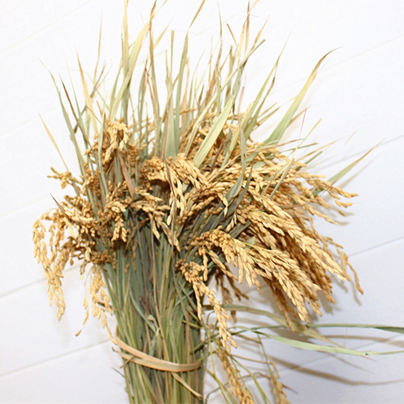 天然小麦穗干花水稻穗高粱穗燕麦芝麻杆田园风装饰品拍摄道具插花在类目 鲜花速递/花卉仿真/绿植园艺, 永生花/干花, 干花中 - 来自Buy2taobao.com提供专业的淘宝代购服务