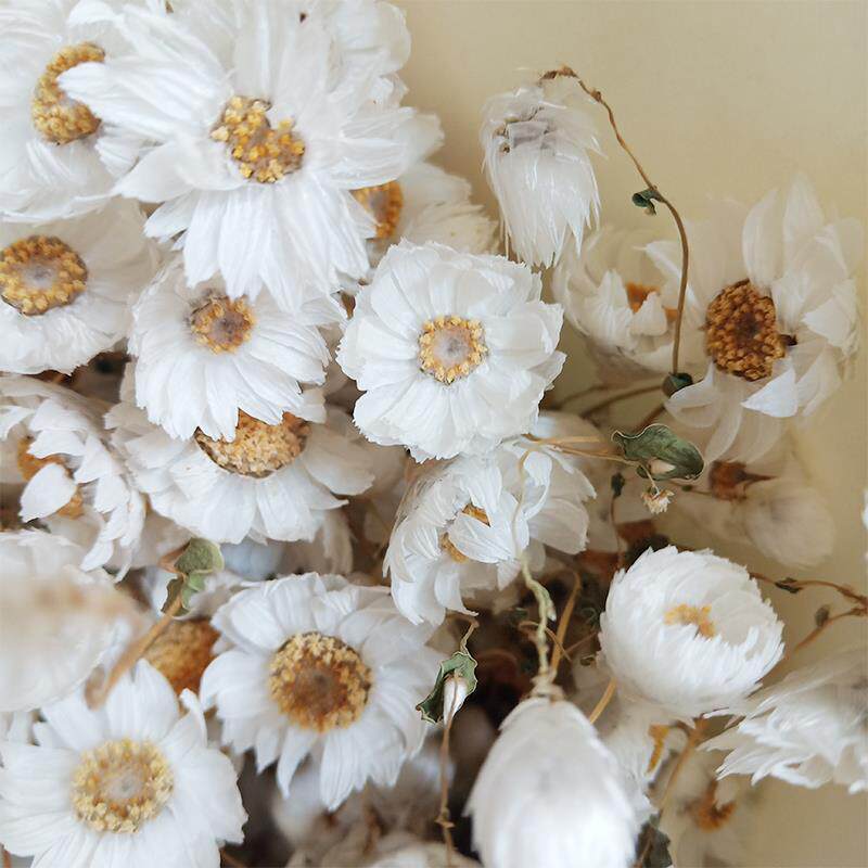 云南干花千日粉鲁丹鸟干花天然风干原杆雏菊干花田园插花