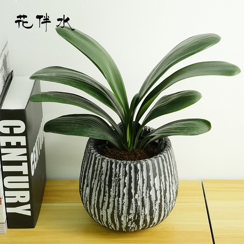 Clivia Green plant Potted plant Green plant Office to work in an office desktop The opening Gifts Manager's Officein the Flower delivery/Flowers simulation/Plants gardening , Flowers/Potted plants (New) , Plants category - from Buy2taobao.com to provide professional Taobao agent buy service