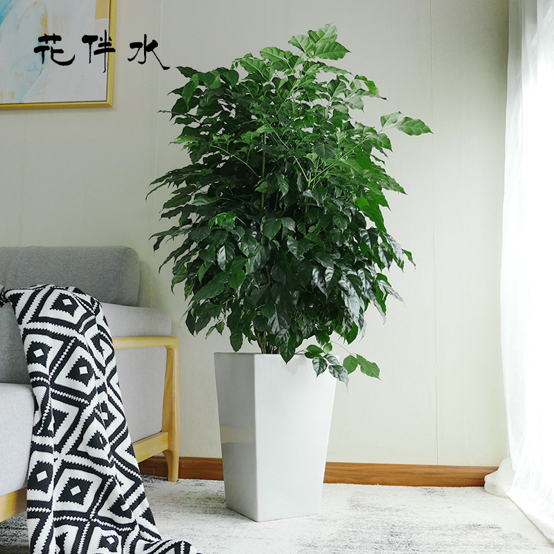 花伴水綠寶盆栽幸福樹大型綠植辦公室客廳吸甲醛淨化空氣好養多葉在類目 鮮花速遞/花卉仿真/綠植園藝, 花卉/綠植盆栽(新), 綠植中 - 來自Buy2taobao.com提供專業的淘寶代購服務