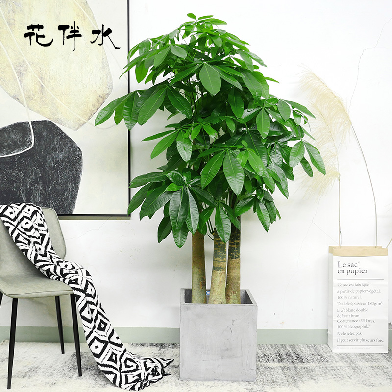 Delivery Pachira Potted plant Botany indoor Green plant Office a living room Pachira The openingin the Flower delivery/Flowers simulation/Plants gardening , Flowers/Potted plants (New) , Plants category - from Buy2taobao.com to provide professional Taobao agent buy service