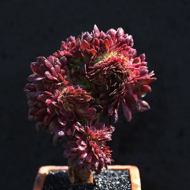 西童红覆轮缀化稀有木质化老桩一物一拍多肉植物云南直发包邮