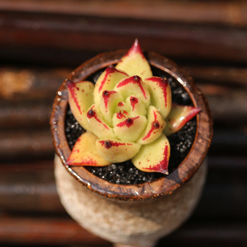 西童黄皮乌木东云系控养好养萌肉可爱多肉植物