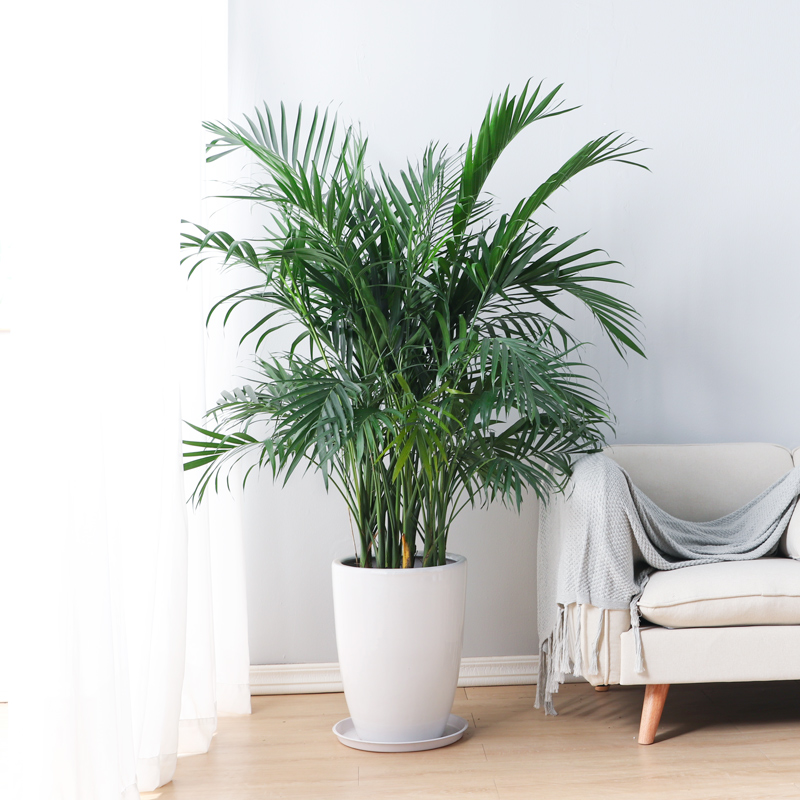 富贵椰子盆栽办公室客厅植物大型绿植凤尾竹植物花卉室除甲醛植物