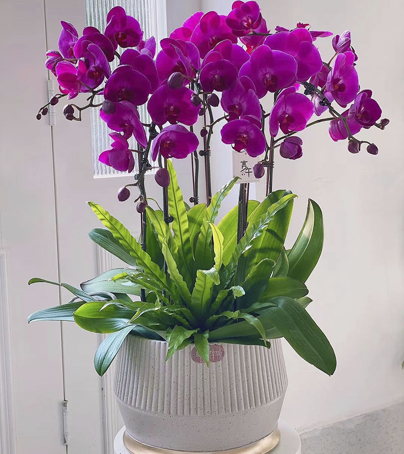 春节盆栽鲜花大额优惠券