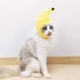 搞笑宠物帽子创意搞笑变身泰迪节日头饰搞怪万圣节猫咪香蕉头套
