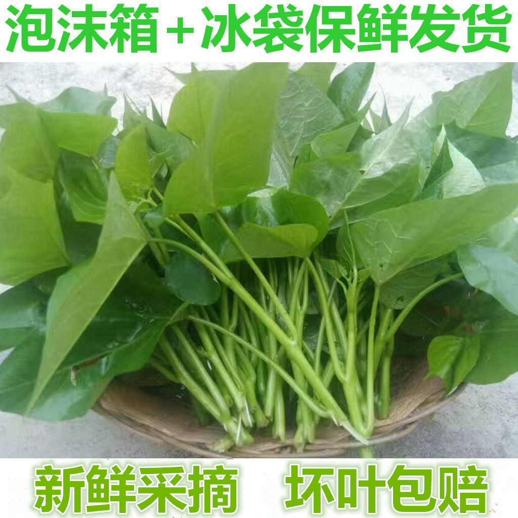 现摘新鲜红薯叶地瓜叶 红薯尖时令新鲜蔬菜3斤红薯种苗
