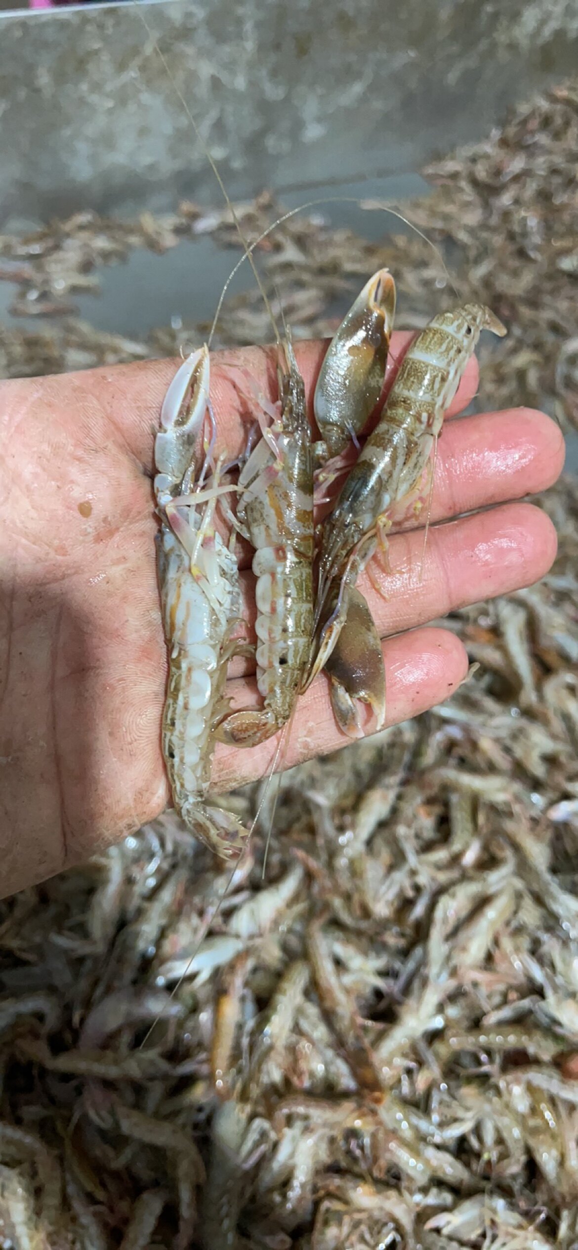 海之花-特价促销-优惠券领取-价格|多少钱|什么牌子好-35优惠券网站