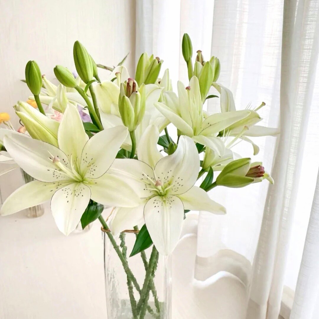 云南百合花鲜花