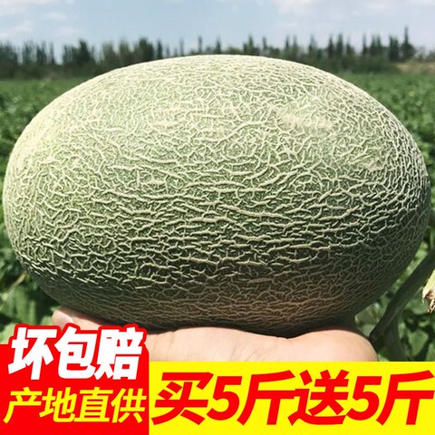 新疆八六王哈密瓜10斤左右大果超甜蜜瓜喀什特产新鲜水果发