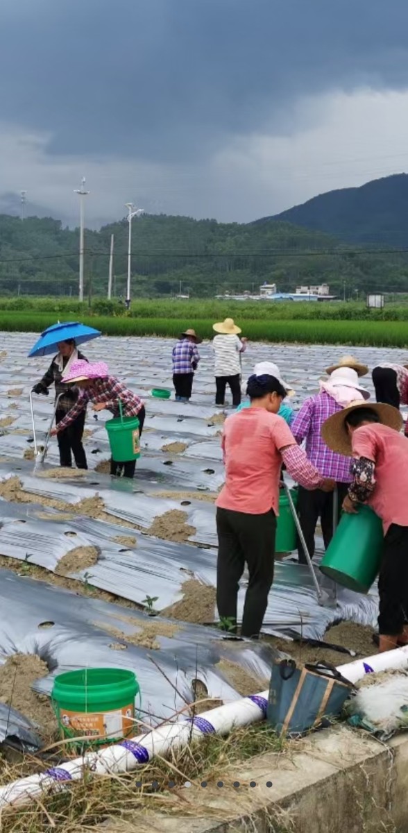 栽苗神器孔用器西JJJ瓜苗移移栽机种菜工具农烤烟种打菜辣椒玉米