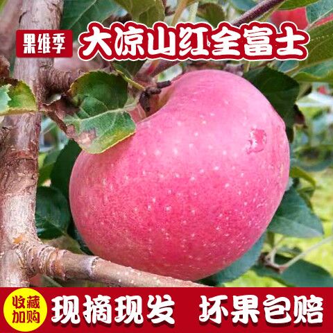 大凉山盐源红富士苹果中秋礼盒装精品单果150-250g净重5-10斤包邮在类目 水产肉类/新鲜蔬果/熟食, 新鲜水果, 苹果中 - 来自Buy2taobao.com提供专业的淘宝代购服务