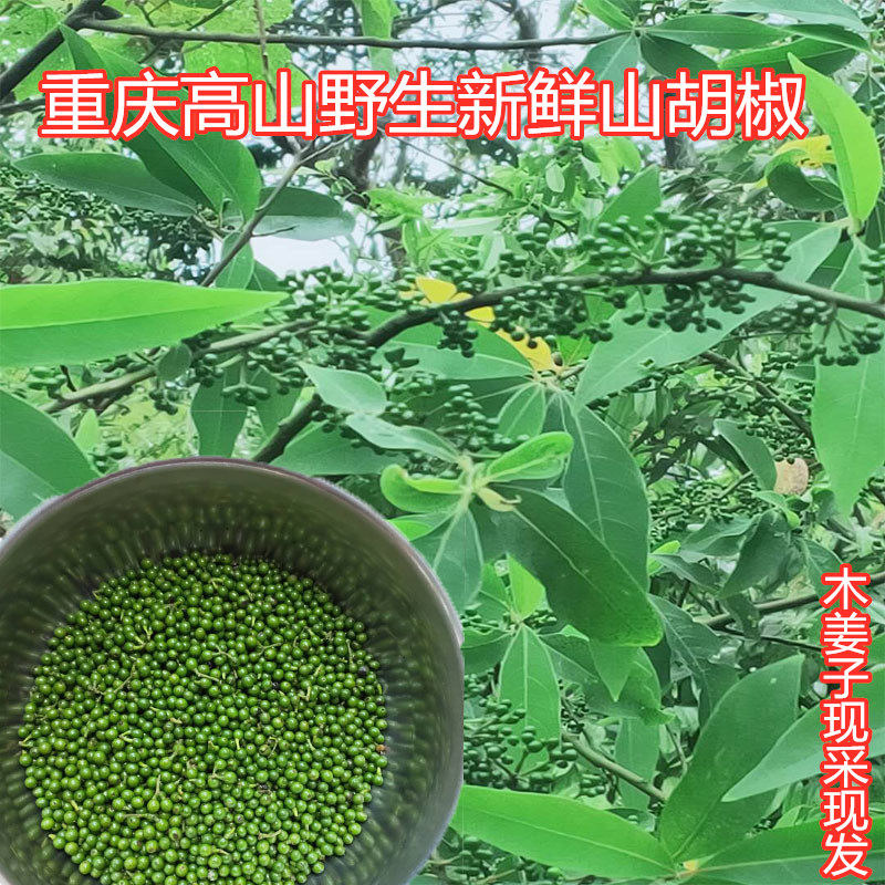 四川重庆野生山胡椒新鲜木姜子新鲜山苍子木浆子现摘现发1斤包邮-mc
