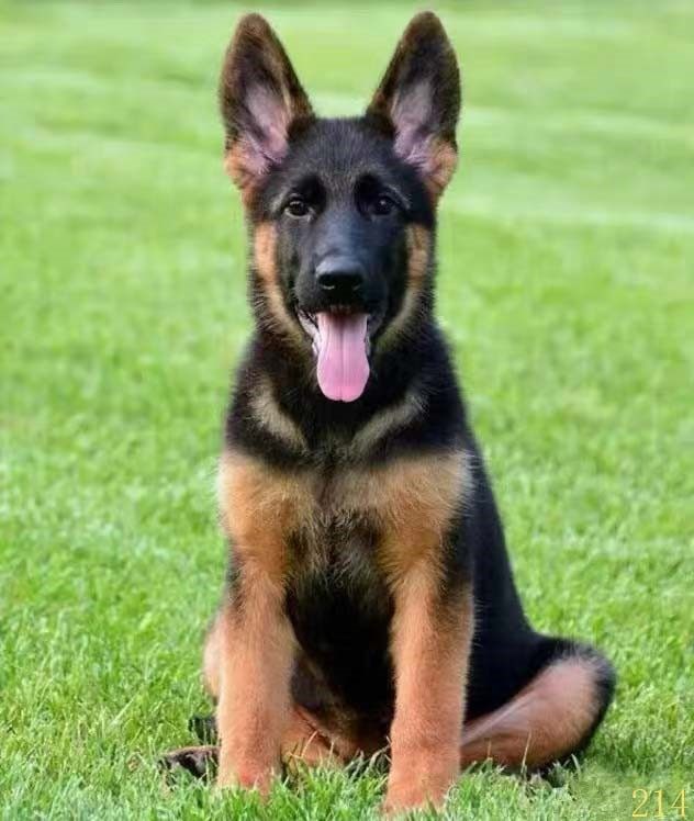 郑州纯种德牧幼犬警犬弓背犬黑狼狗军犬德国狗狗