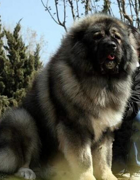 纯种高加索幼犬大骨架家养熊版巨型俄罗斯大型护卫犬狼青色宠物狗