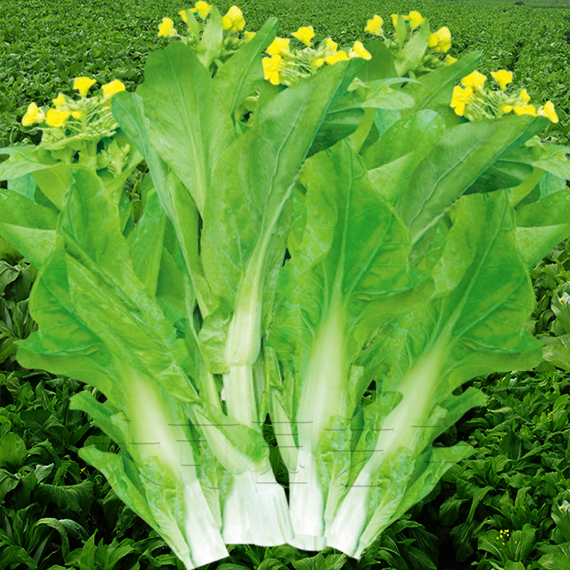 蔬菜种子冬季_早熟白菜苔种子菜种籽秋冬季种白菜心种孑蔬菜大棚种四