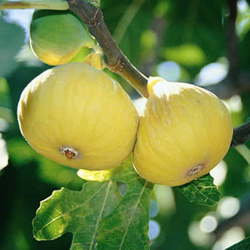 无花果黄奶酪结果当年成活易成活树苗种植北方南方果树