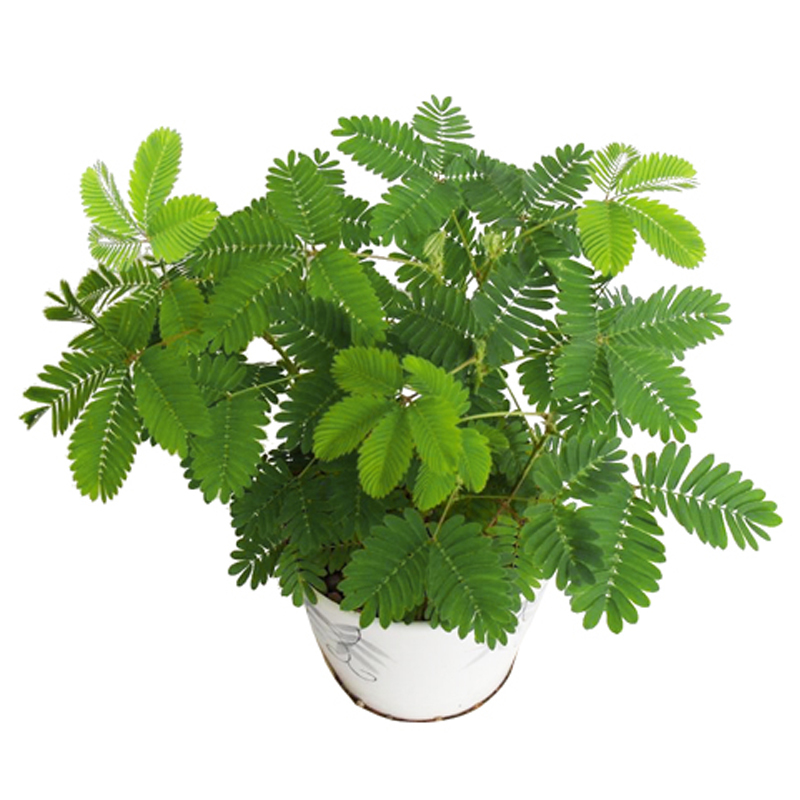 含羞草种子知羞草夫妻草害羞草种子四季易种室内阳台盆栽花卉种子