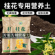 桂花专用土营养土养桂花树肥料专用肥盆栽土壤种植土有机绿植泥土