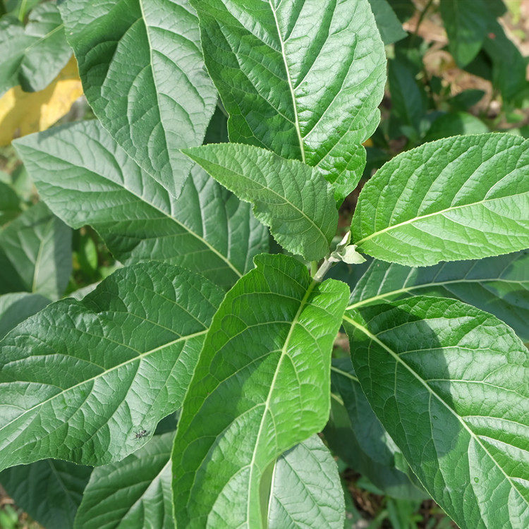 南非叶干叶茶 南非叶树苗食用正宗马来西亚将军叶 南非叶的功效