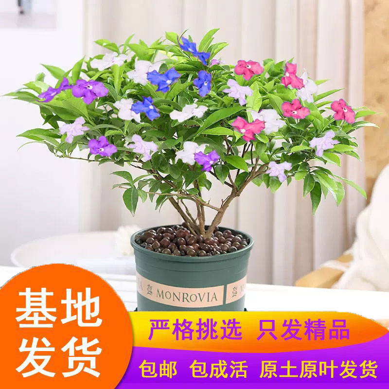 多色茉莉花盆栽双色茉莉花盆栽带花室内外四季开花紫色鸳鸯茉莉花