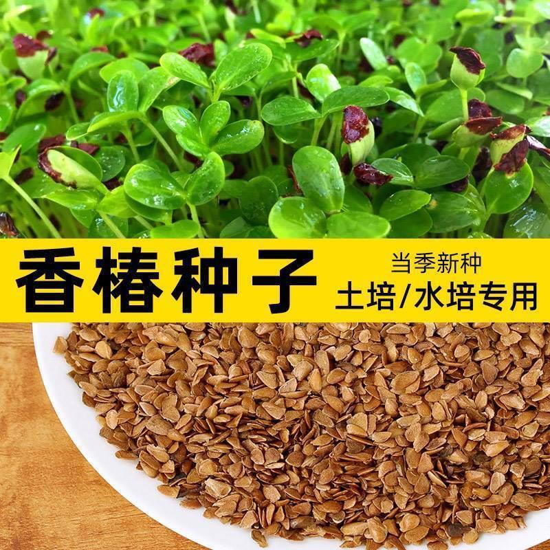 香椿种籽子种四季红油香椿树苗芽苗菜香春芽种孑水培四季播种树种