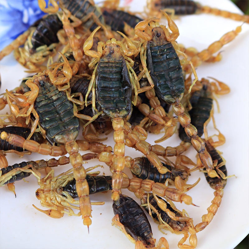 六掌柜全蝎蝎子中药材沂蒙三龄以上全虫清水干货整条公蝎泡酒 50g