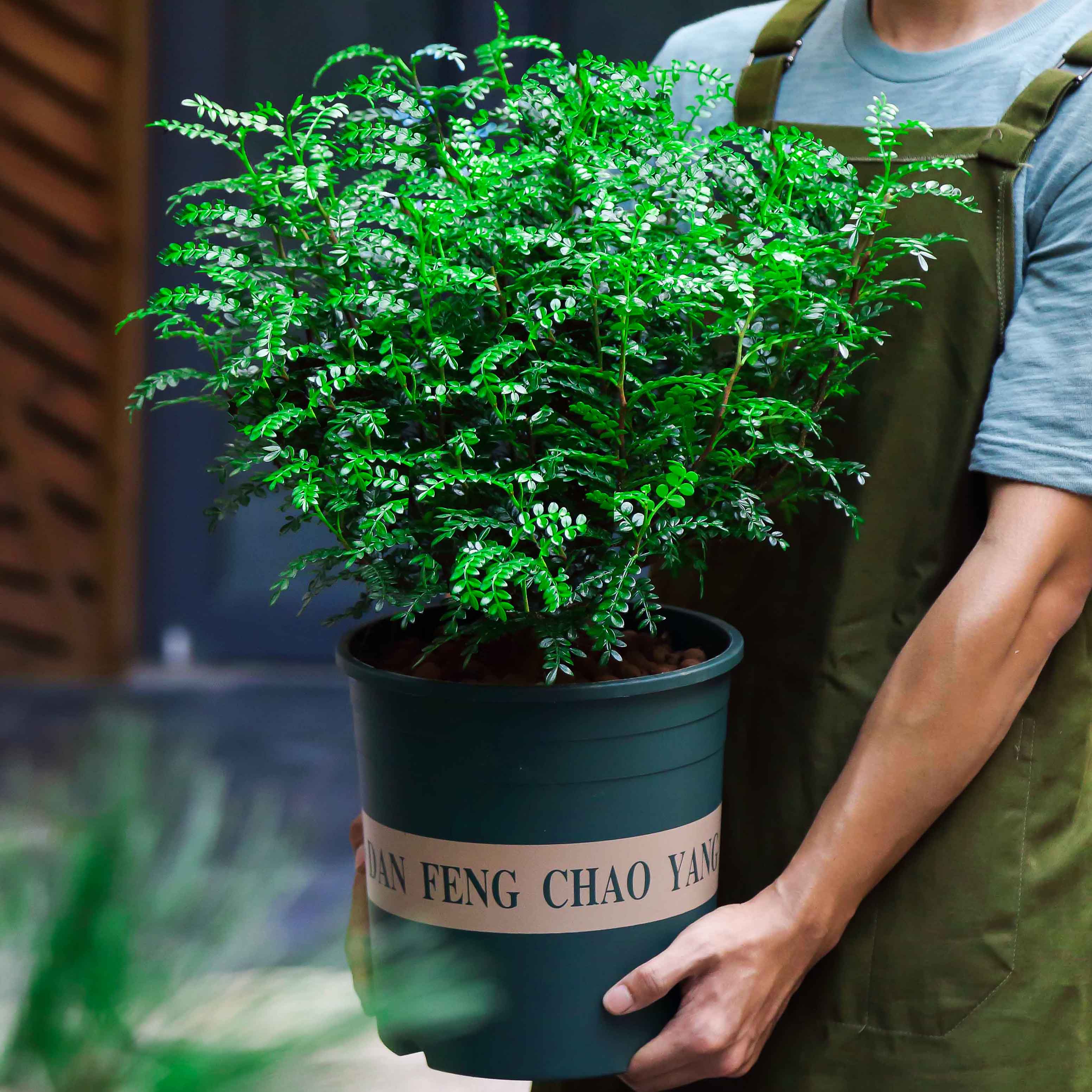 清香胡椒木四季盆栽驱蚊草好植物室内正宗盆景老桩常青防蚊绿植养