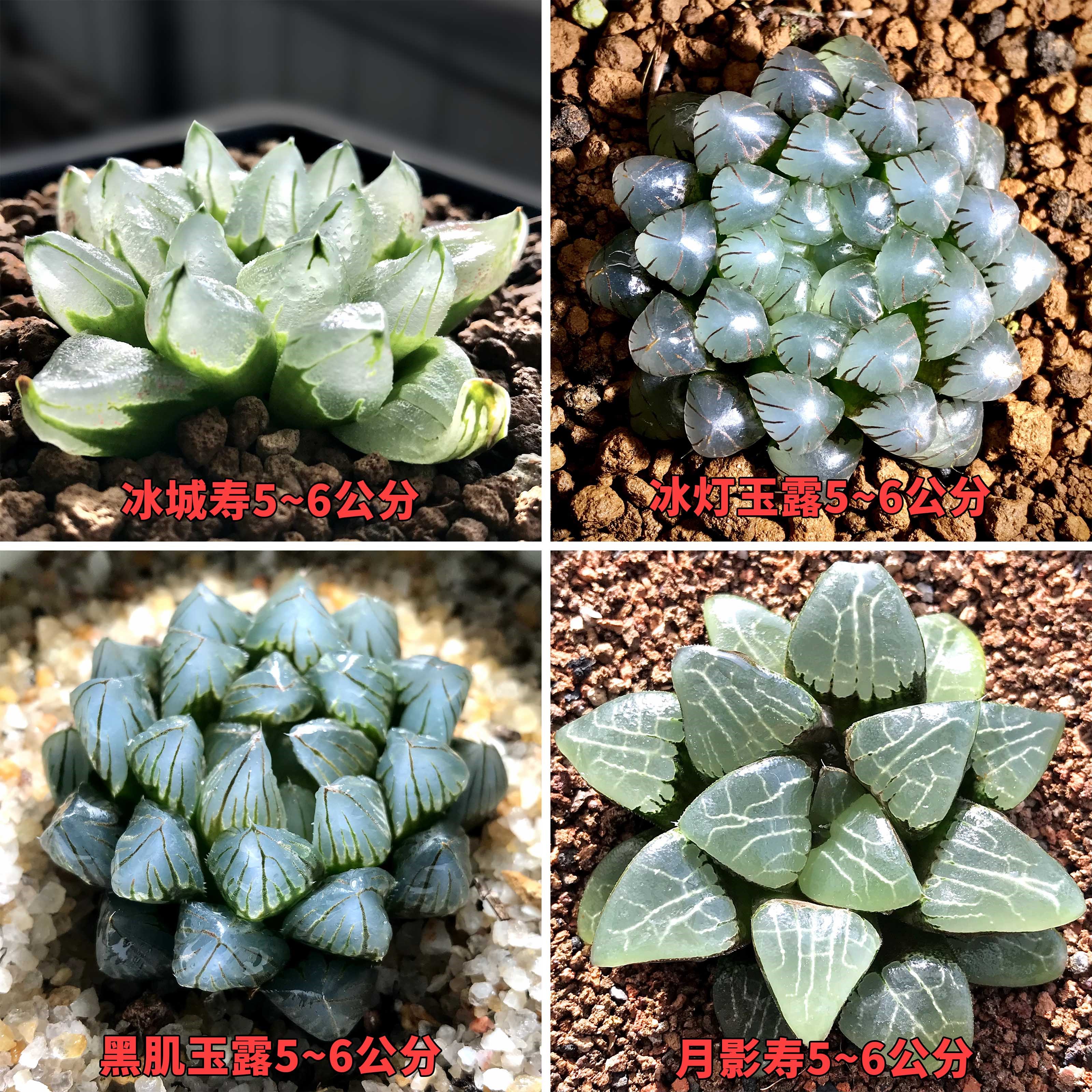 冰灯玉露怎么养(冰灯玉露怎么养殖)