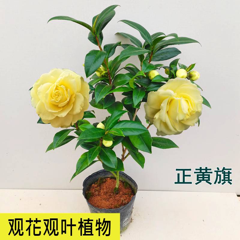 正黄旗名贵品种黄色山茶花大花型福建龙岩室内外阳台四季绿植花卉