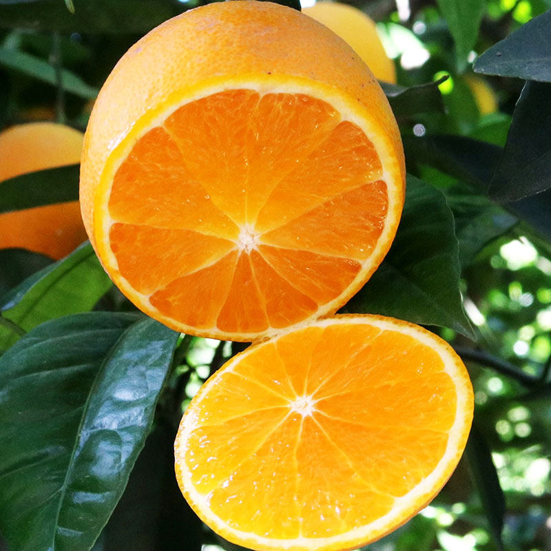 广西桂林夏橙新鲜橙子大果10斤应季