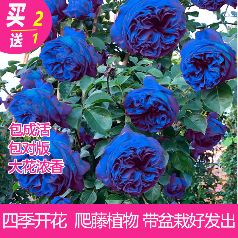蔷薇花苗爬藤植物藤本月季爬墙四季特大浓香庭院花卉盆栽阳台玫瑰