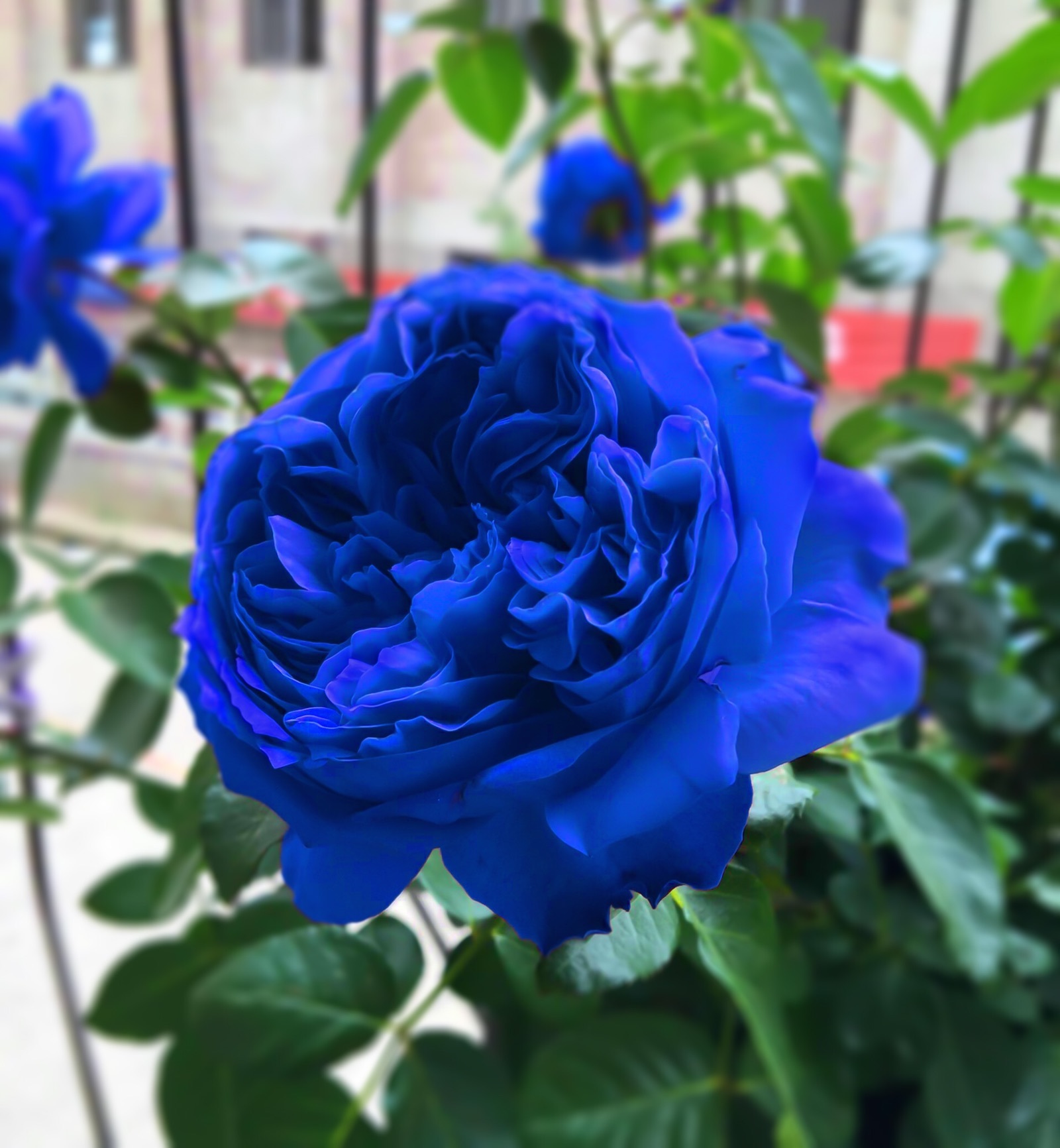 蔷薇花苗藤本月季特大