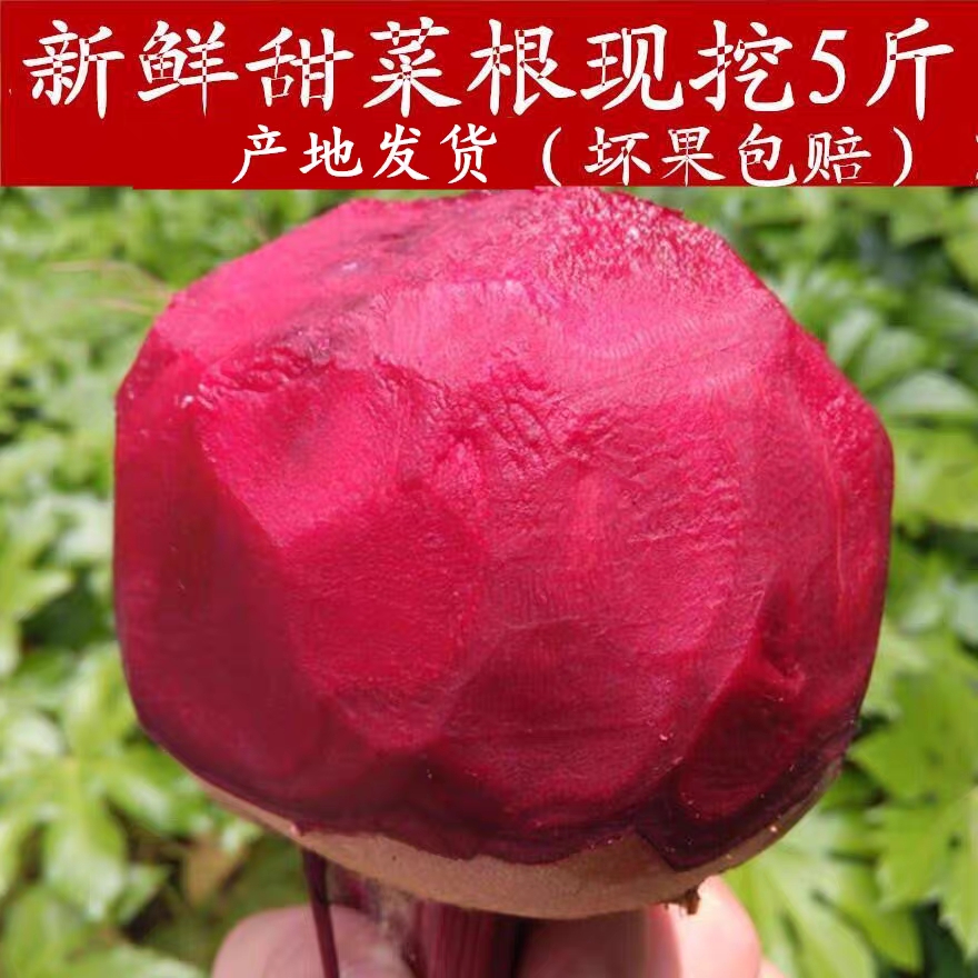 江蘇新鮮野菜甜菜根現拔有機紅甜菜酵素甜菜頭紫菜頭紅菜頭五斤裝在類目 水產肉類/新鮮蔬果/熟食, 新鮮蔬菜/蔬菜製品, 新鮮蔬菜, 甜菜頭中 - 來自Buy2taobao.com提供專業的淘寶代購服務
