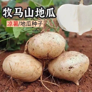 广西凉薯新鲜现挖白心地瓜沙葛水果蔬菜农家番薯即食脆甜10斤大果