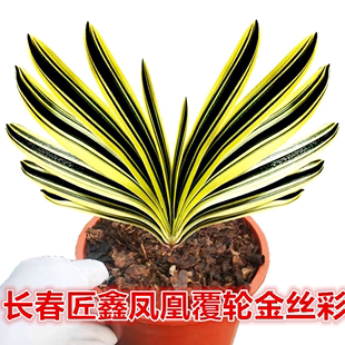 长春精品君子兰凤凰金丝覆轮彩麻脸宽短叶当年开花花卉盆栽小苗