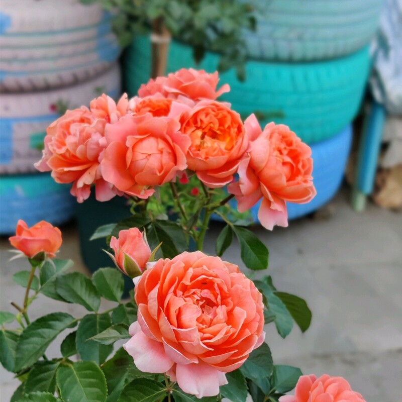 假日阳台月季浓香特大花微月四季勤开多头开花