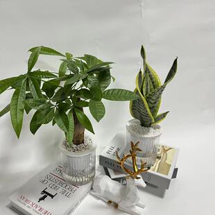 水培植物天堂鸟绿箩盆栽办公室桌面绿植四季常青室内除甲醛懒人