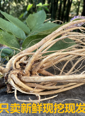 新鲜现挖虎尾轮土楼石参根福建野生狗尾狐客家煲汤料新鲜500g梅