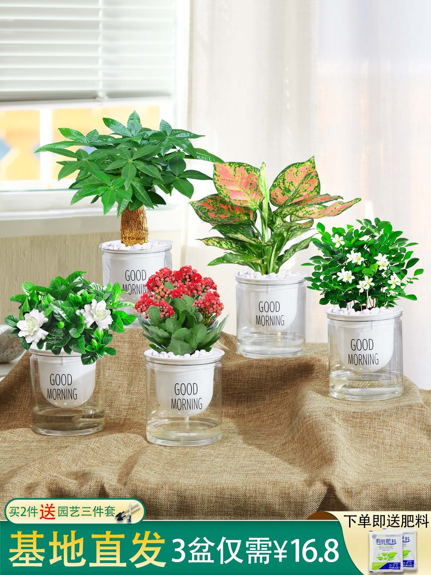 办公室绿植(办公室绿植摆放效果图)