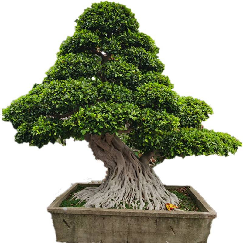大型小叶榕树 s造型榕树盆景盆栽 绿植室外庭院阳台观茎植物