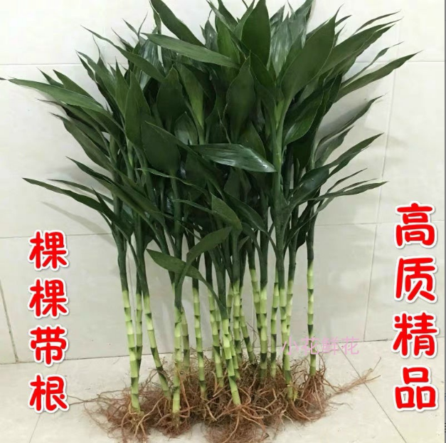 花之物语 有根富贵竹大竹90 1米5家用办公室绿植吸甲醛净化空配花