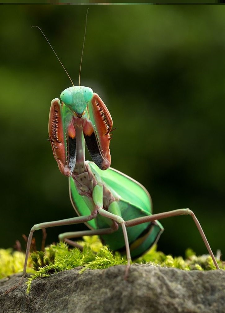 澳宽螳螂活体,澳洲斧螳宽腹,凶猛,大型,另有绿巨马盾圆盾兰花螳螂