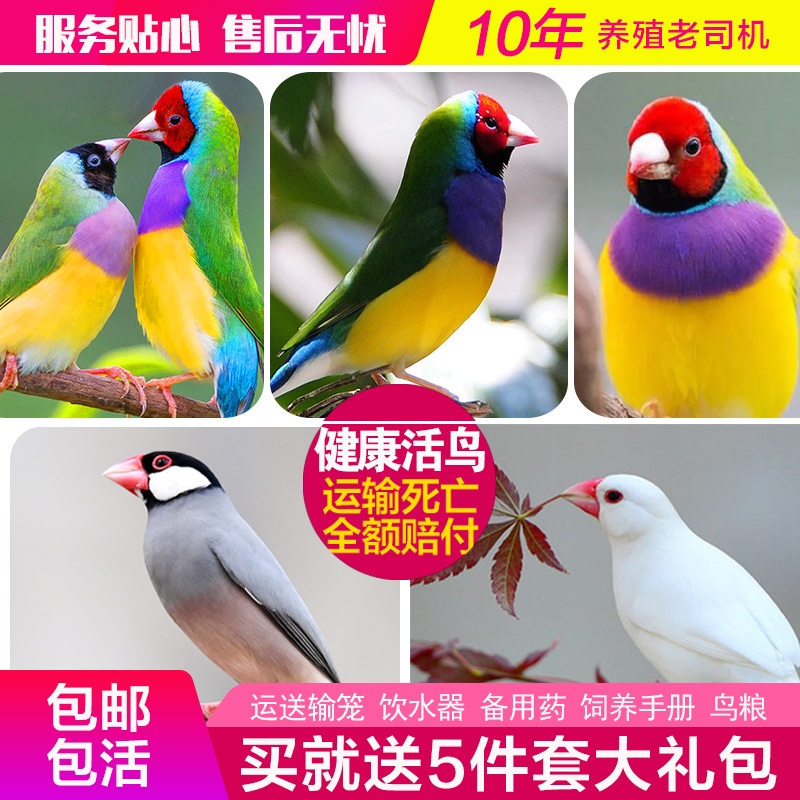 鸟活体鹦鹉活宠物鸟体虎皮情侣鹦鹉云斑鹦鹉鸟粮在类目 宠物/宠物食品及用品, 鸟类及用品, 鸟中 - 来自Buy2taobao.com提供专业的淘宝代购服务